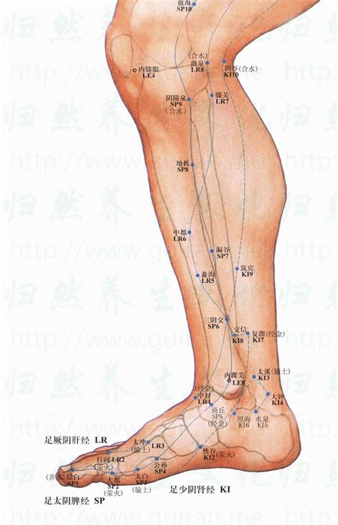 離溝穴|蠡溝:類屬,穴位簡介,別名,歸經,取穴,解剖層次,主治,用法,出處,